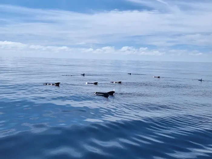 Dolphins at sea